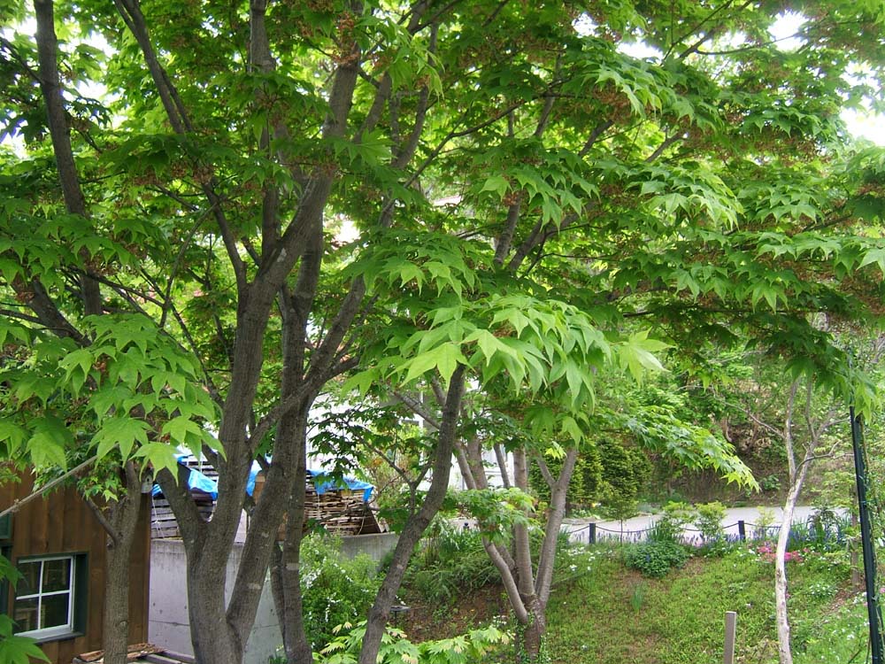 ファイル 192-2.jpg