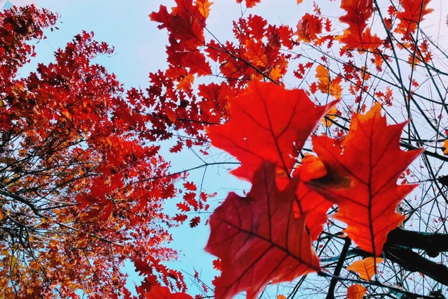 ファイル 2715-1.jpeg