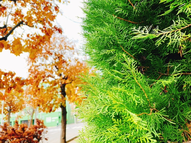 ファイル 2715-2.jpeg