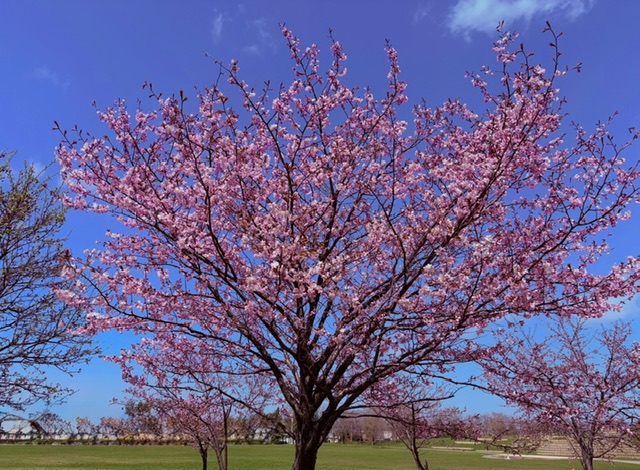 ファイル 2814-1.jpeg